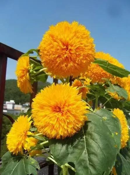 五月份被公认阳台最好养的10种花,喜阴耐旱适合室内养的50种花