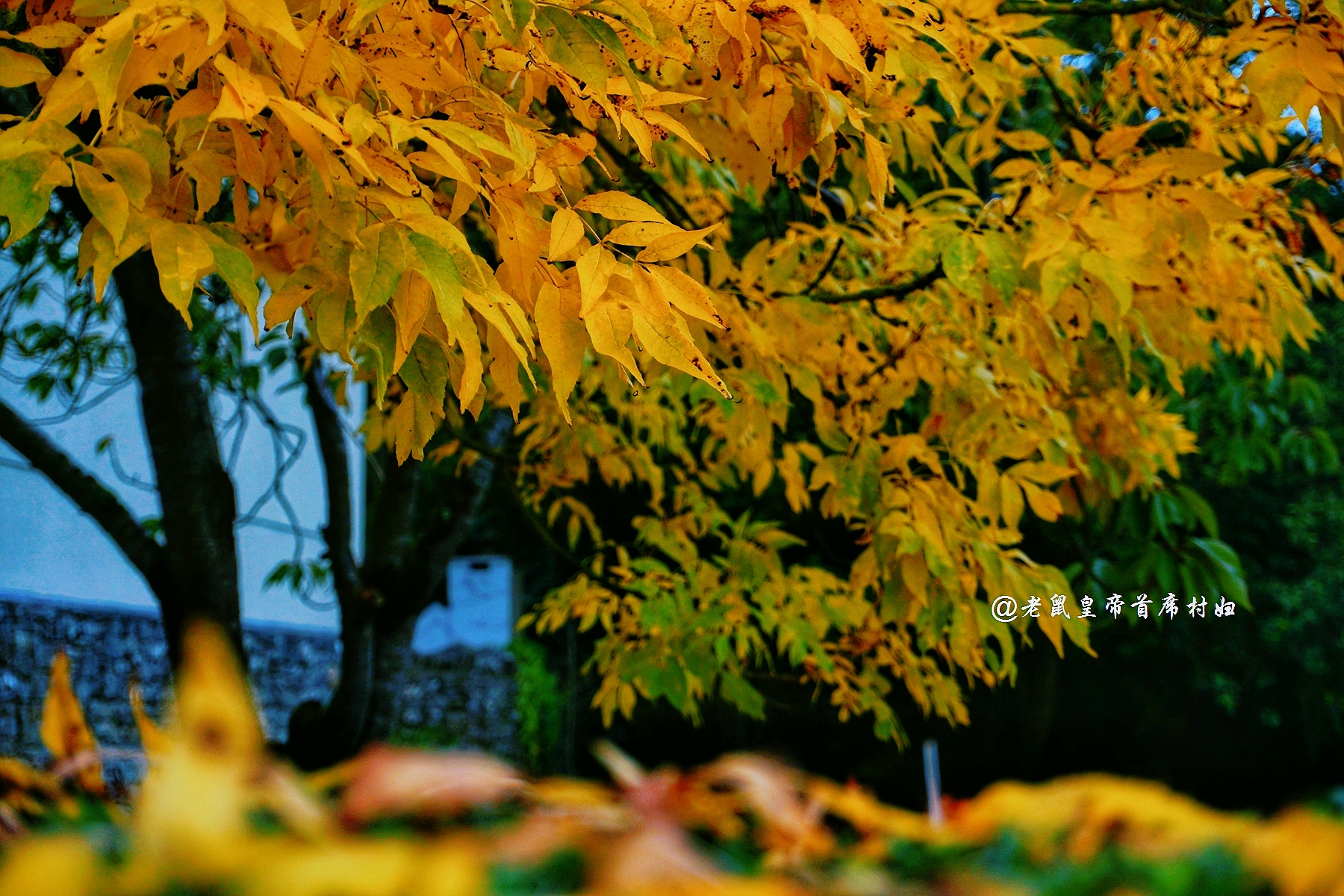 爱尔兰为什么那么多人向往,爱尔兰阿黛尔小镇