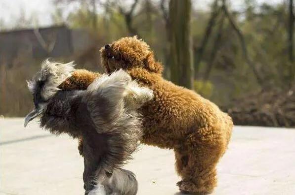 泰迪真的有那么“好色”吗？其实我们都冤枉它了，它也很无辜