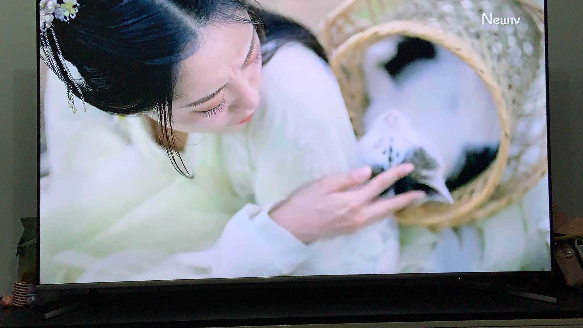 盘点猫咪高能名场面 (猫咪10大最萌镜头)