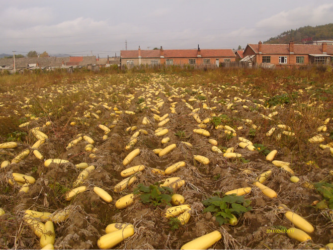 种植西葫芦挣一个亿,农民种植西葫芦亩收入