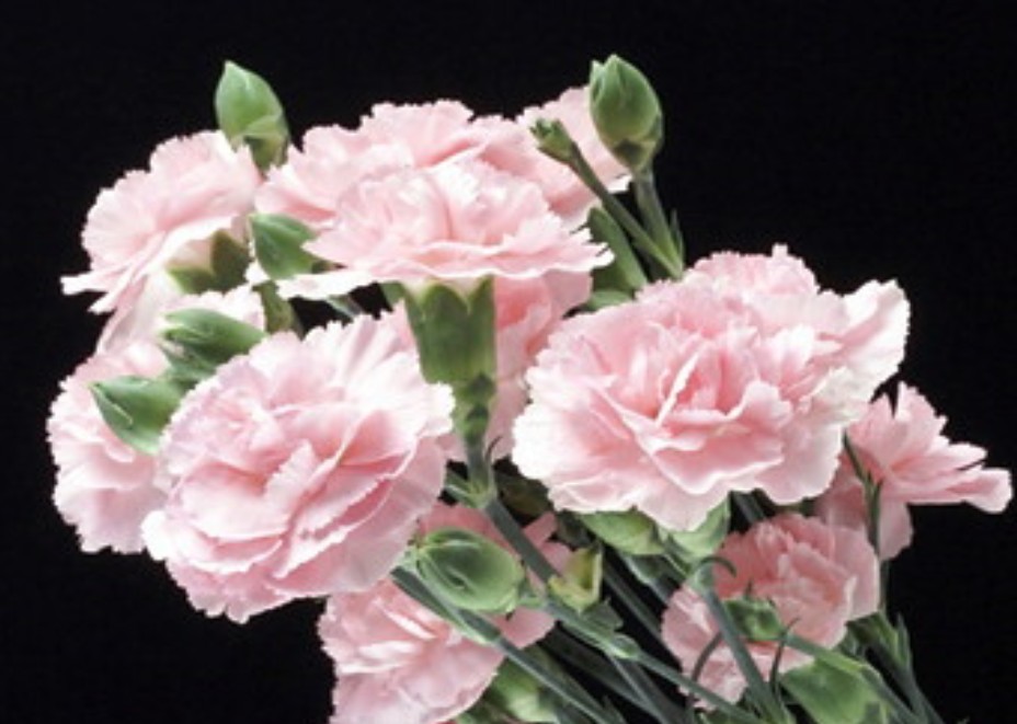 芳香情浓一一优雅的康乃馨（散文）