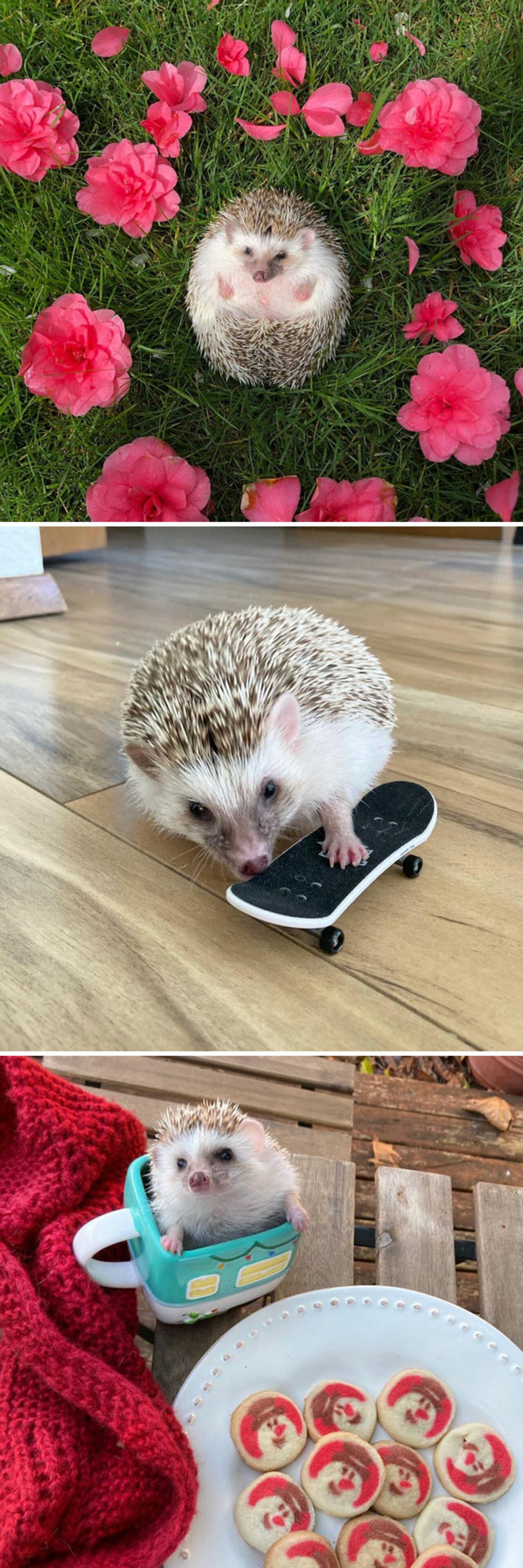 野生刺猬和宠物刺猬的图片,宠物刺猬的真实图片