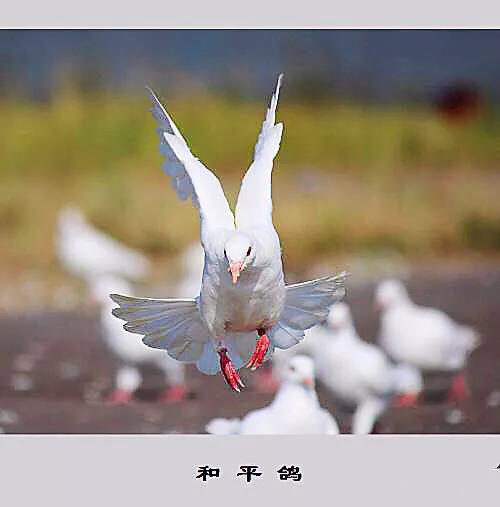 和平鸽～和平、友谊、团结、圣洁的象征