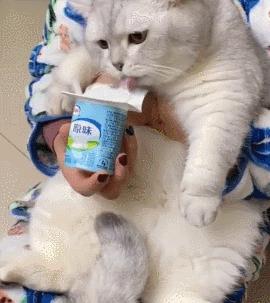 猫咪界干饭王,喵界干饭王