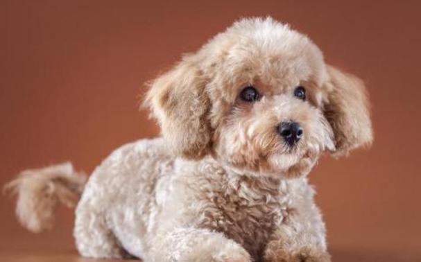 泰迪的肚皮好多黑色凸起,泰迪狗的肚皮皱皱巴巴的怎么回事