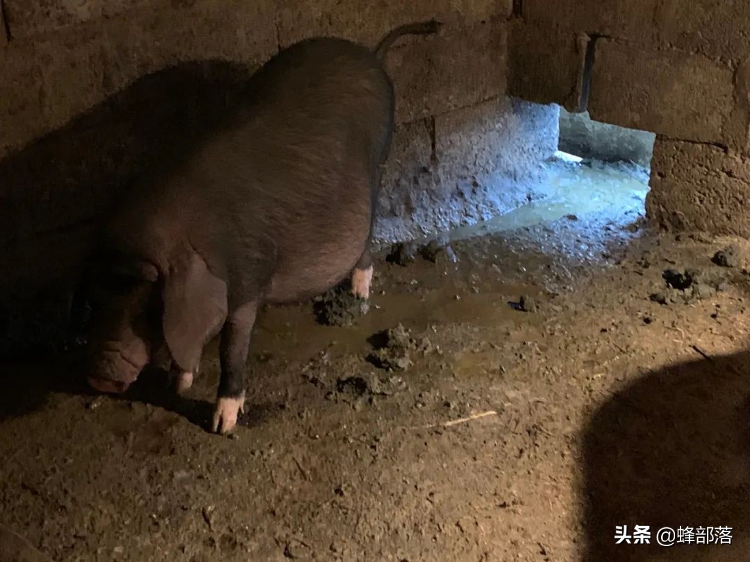 如何让猪定点排放,如何让猪在固定地方睡