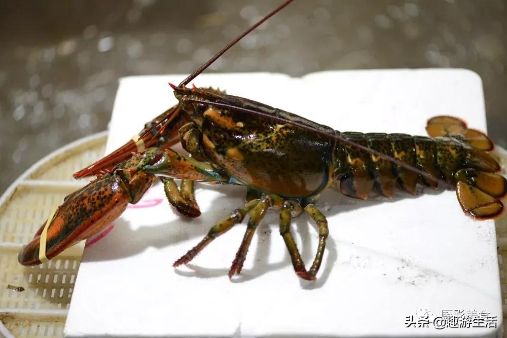 世界上的各种龙虾,世界上最大龙虾
