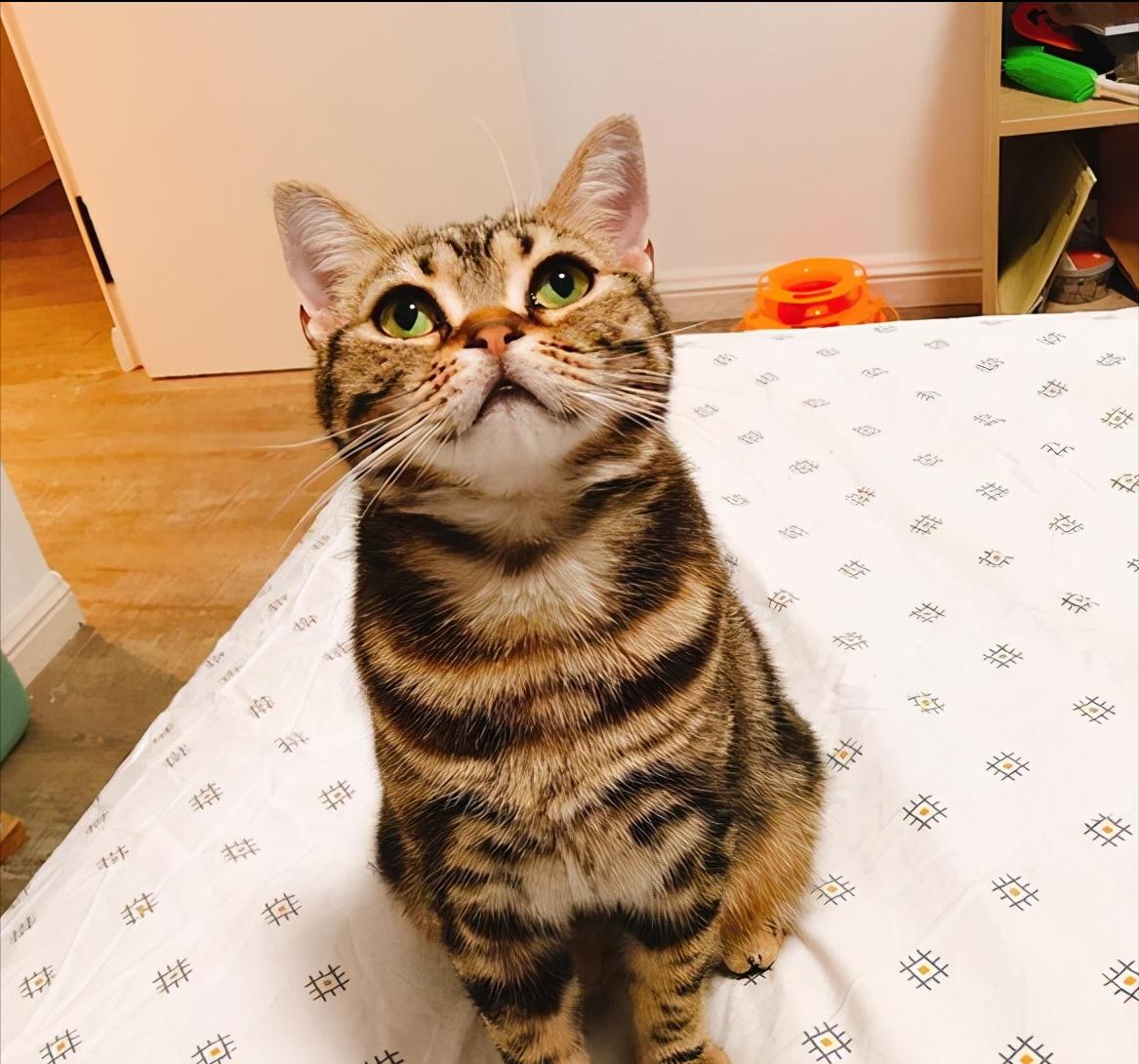 适合新手养的猫咪美短,美短虎斑猫优点和缺点