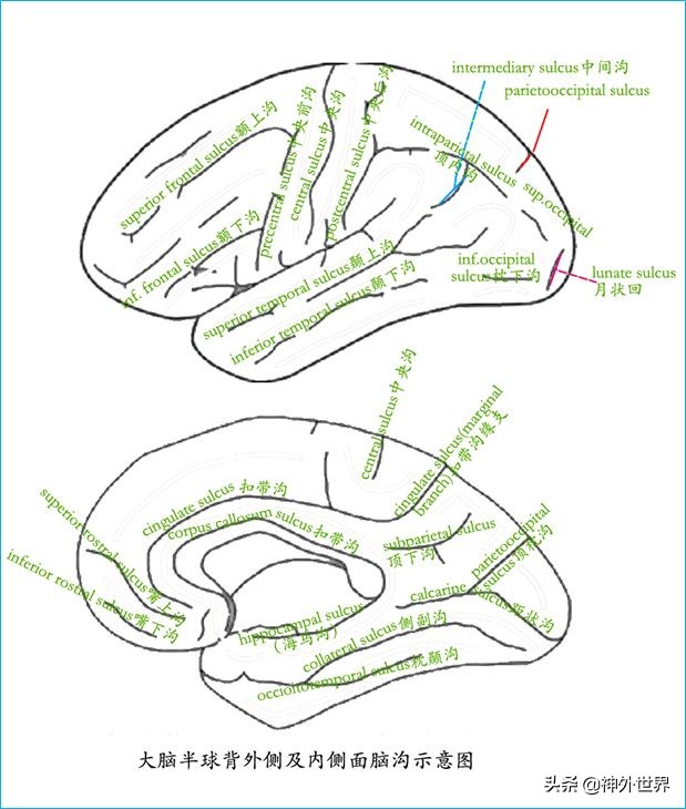 脑解剖学讲解视频全集,脑功能解剖学习