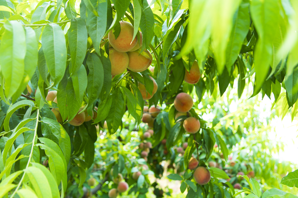 #毕业旅行啦#石家庄慧灯庄园，夏日里寓教于乐爽歪歪