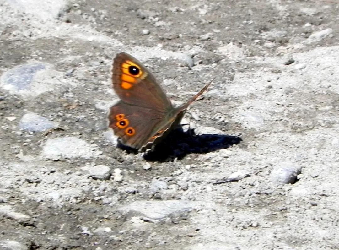 *疆新**的蝴蝶，惊世骇俗