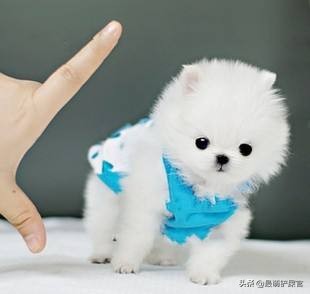 茶杯犬的痛苦,茶杯犬到底有多痛苦