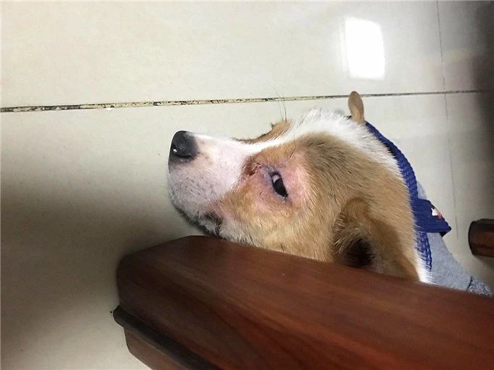 辟谣迷你狗的谣言,狗狗细小成犬后还会得吗