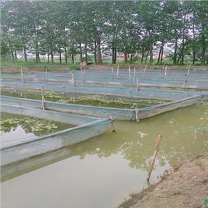 养殖水蛭的骗局有哪些手段,水蛭养殖真的很挣钱吗