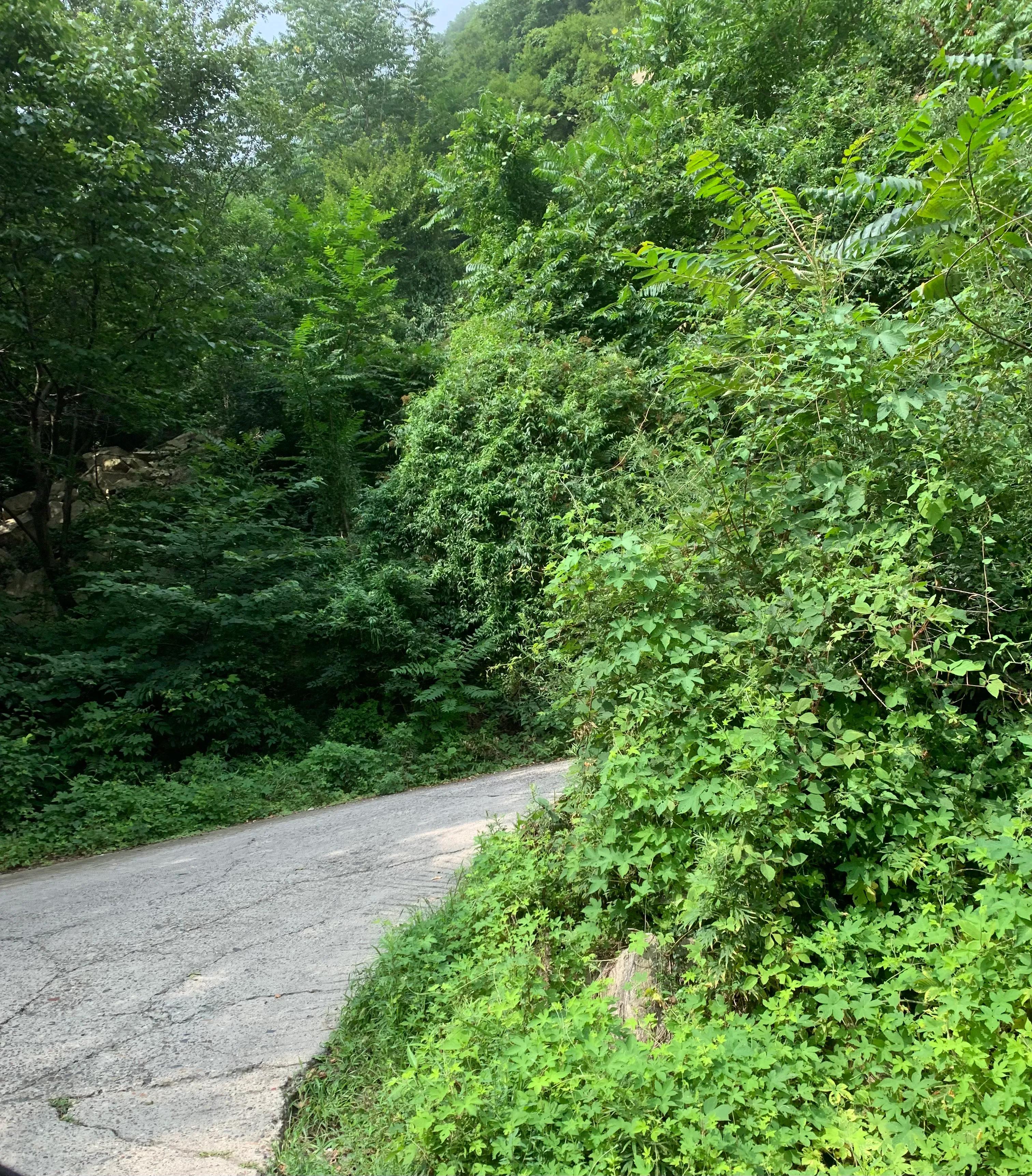 一朵花的守候——七峪沟纪行