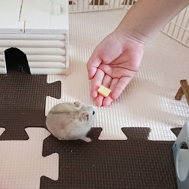 仓鼠老是喜欢咬笼子喜欢装角落,仓鼠怎么防止撕咬笼子窝