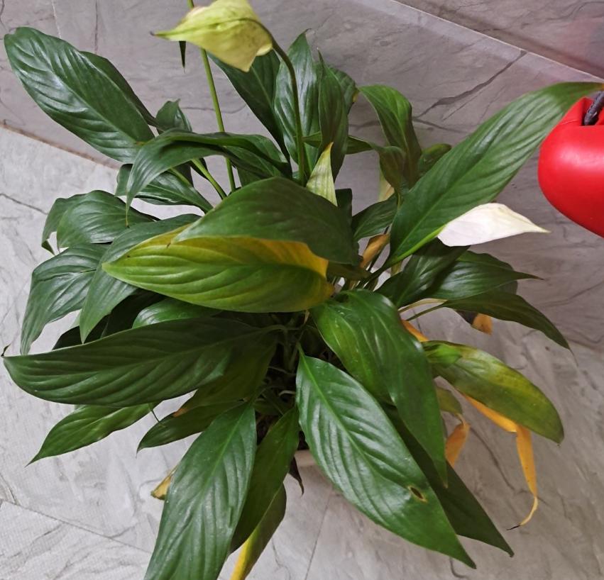 22种花耐旱耐热,天冷种花要注意什么