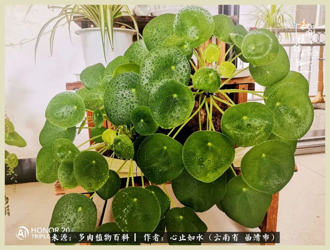 景德镇精品拇指多肉盆,轻奢多肉拇指盆3.5