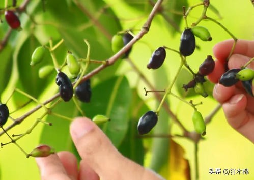 童年野果子,儿时的野果子总让人回味无穷