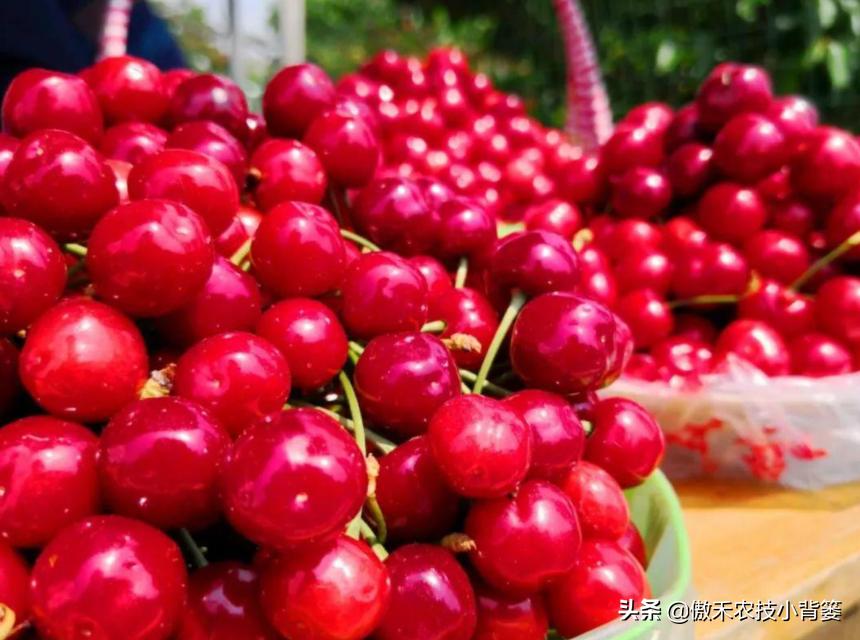 温室大棚大樱桃的高产栽培技术,一根棍大樱桃密植高产树形管理