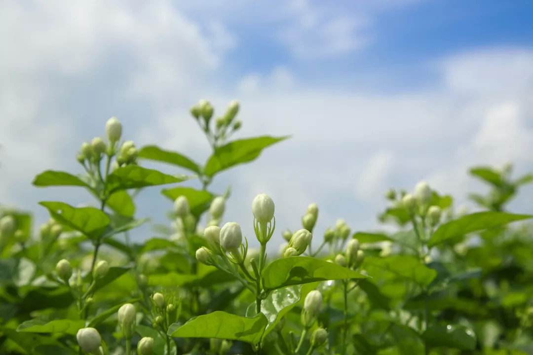 茉莉花茶张一元茉莉春风怎么样?适不适合做一款口粮茶?