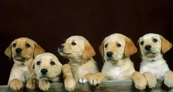 为什么要给狗狗绝育呢,狗狗不绝育有害处吗