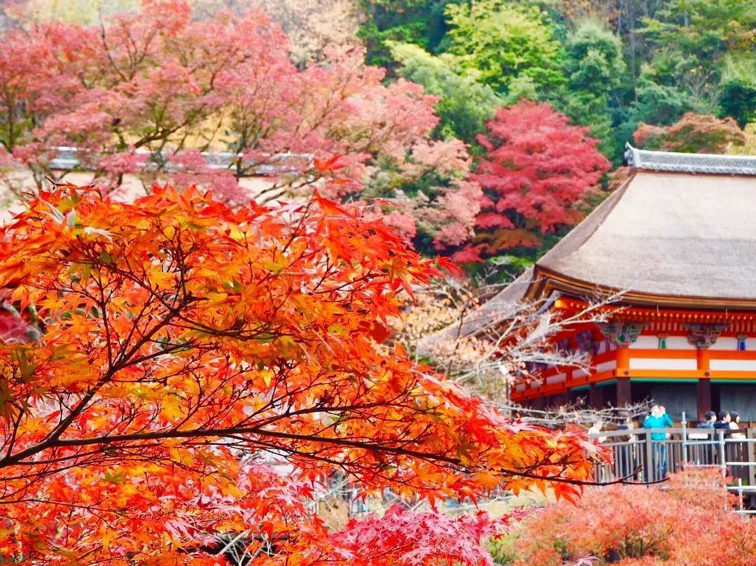 停车坐爱枫林晚，感受火红的秋