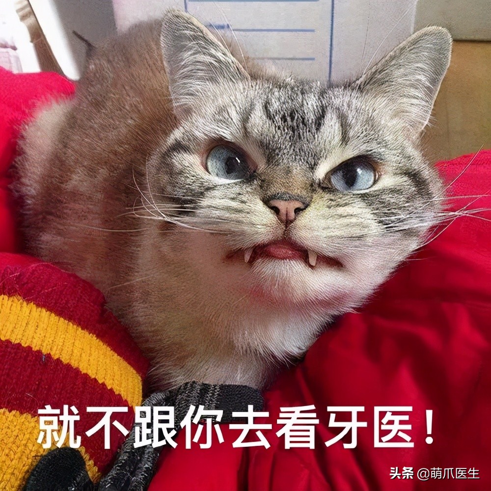 当一只猫有了脸,当一只猫长成了狗的样子