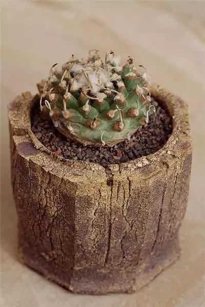 多肉大师手绘花盆,多肉顶级玩家