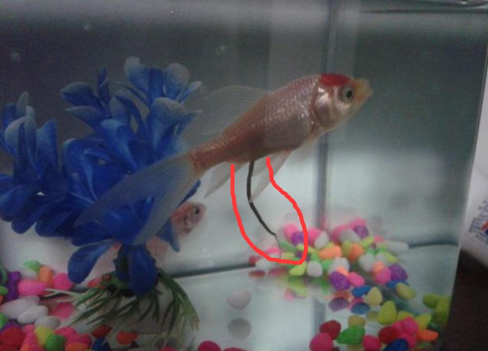 鱼缸要不要加盐,怎样正确给鱼缸加盐