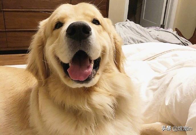 金毛舌头红红的怎么回事,金毛狗狗脚毛变红怎么回事