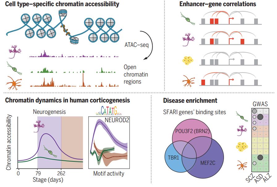 脑科学与人工智能研究报告,脑科学最新突破性发现