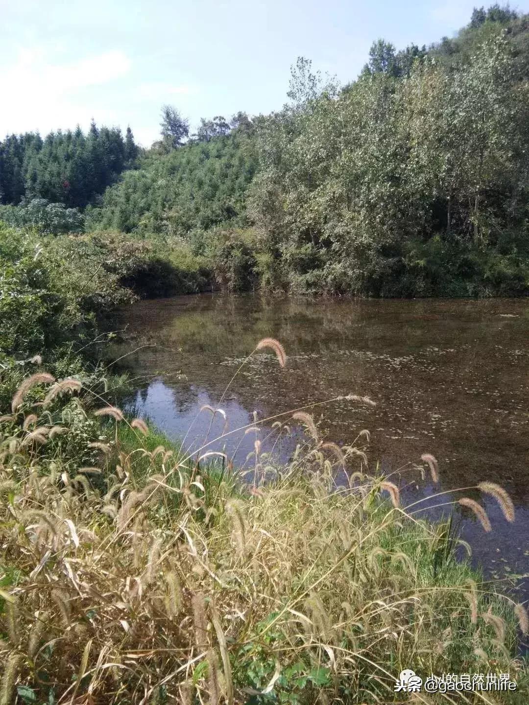 大草龟和小草龟谁好养,变异草龟和草龟的区别