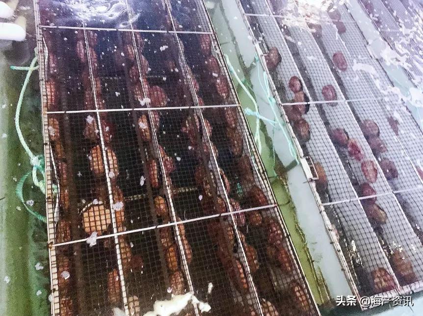 龙虾价格为什么突然暴跌,龙虾降价