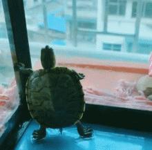 岁月是把杀猪刀搞笑图片,岁月是把杀猪刀老照片