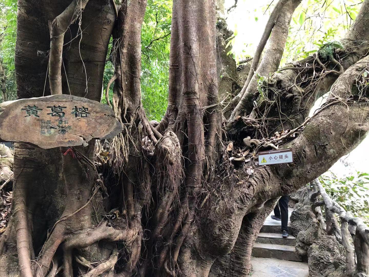 贵州黄果树天星桥瀑布太美了,打卡贵州安顺黄果树大瀑布景点