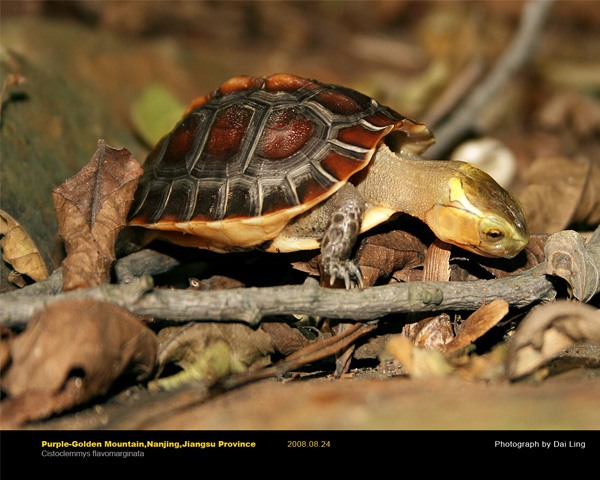 看图识龟,看图识物