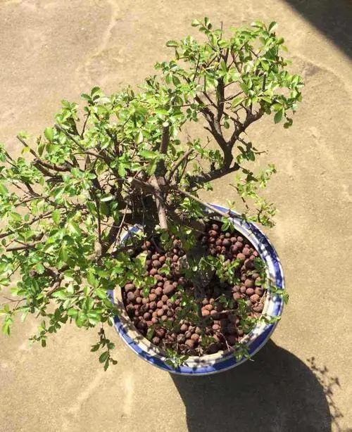 新手榆树盆景造型设计,榆树盆景造型设计教程