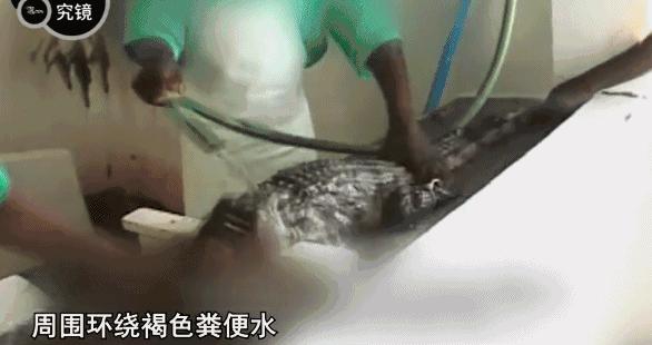 澳洲女子天价鳄鱼皮包被海关销毁，涉及到野生动物，海淘也要小心