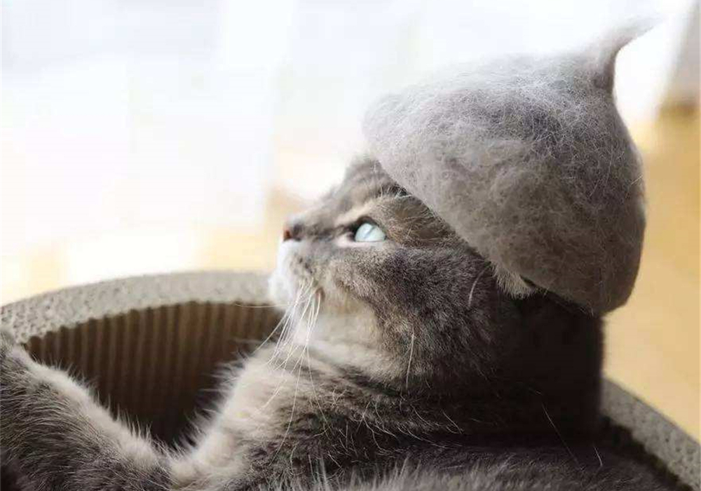 猫咪毛发会因为长大改变,猫咪秃头怎么回事