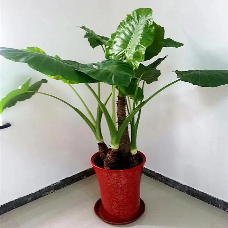 滴水观音是不是有毒的植物,滴水观音有毒为啥还有人养