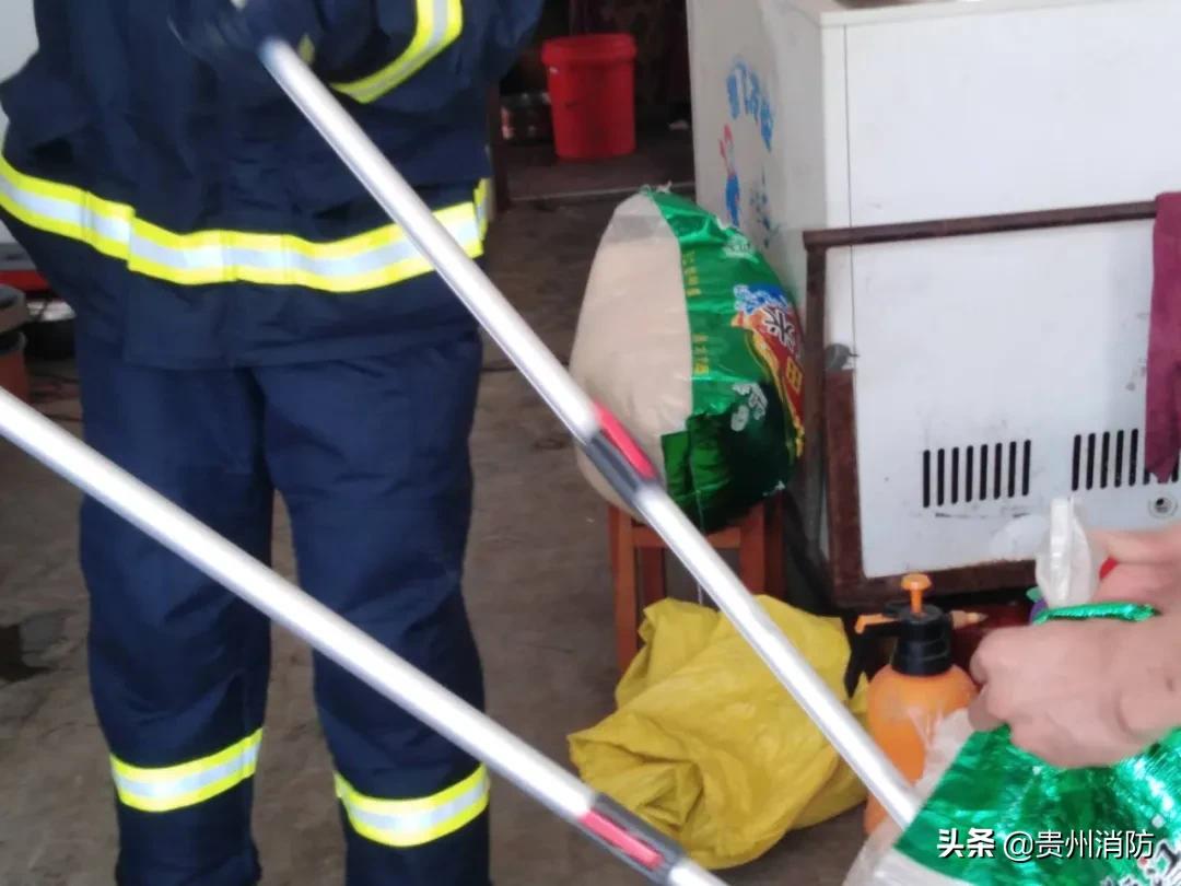 2米长蛇闯入房间,3米长蛇闯进浴室