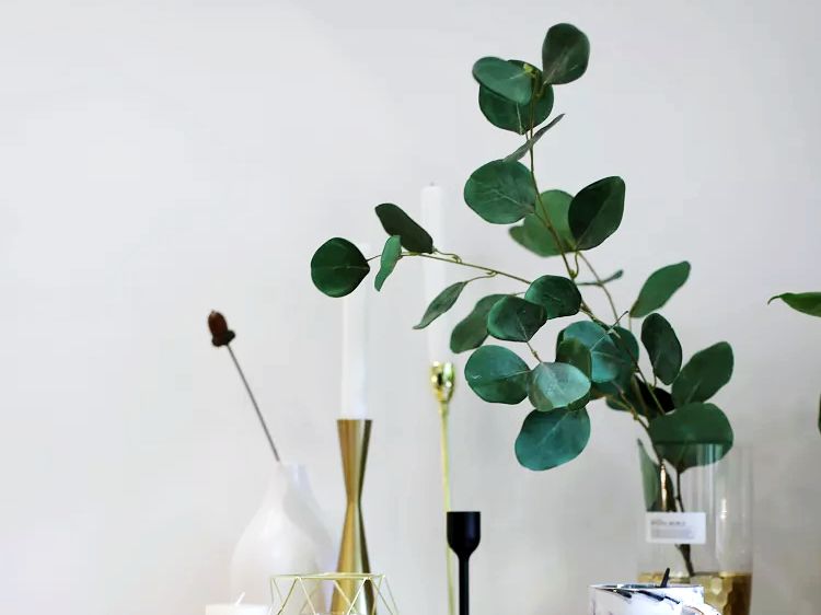 尤加利叶的养护知识,花店的尤加利叶要怎么养护