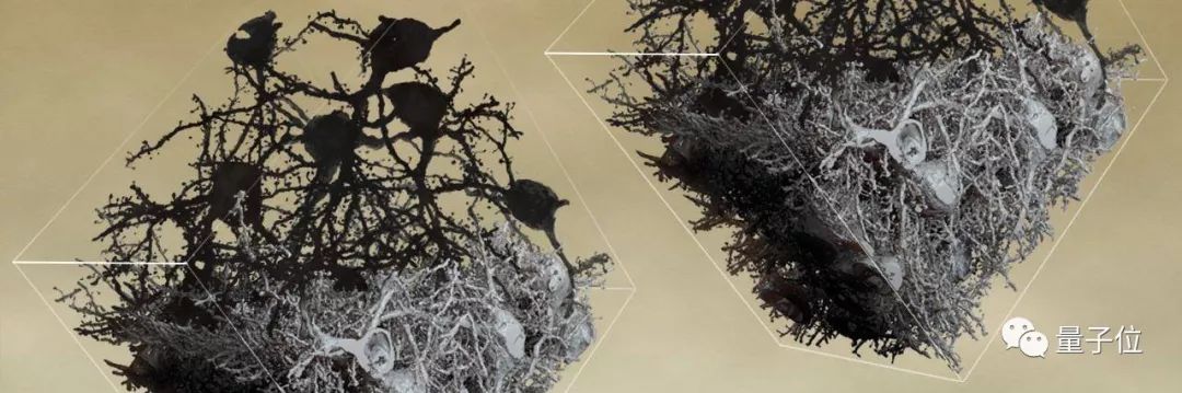 science蛋白质封面,重塑大脑的神经网络的方法