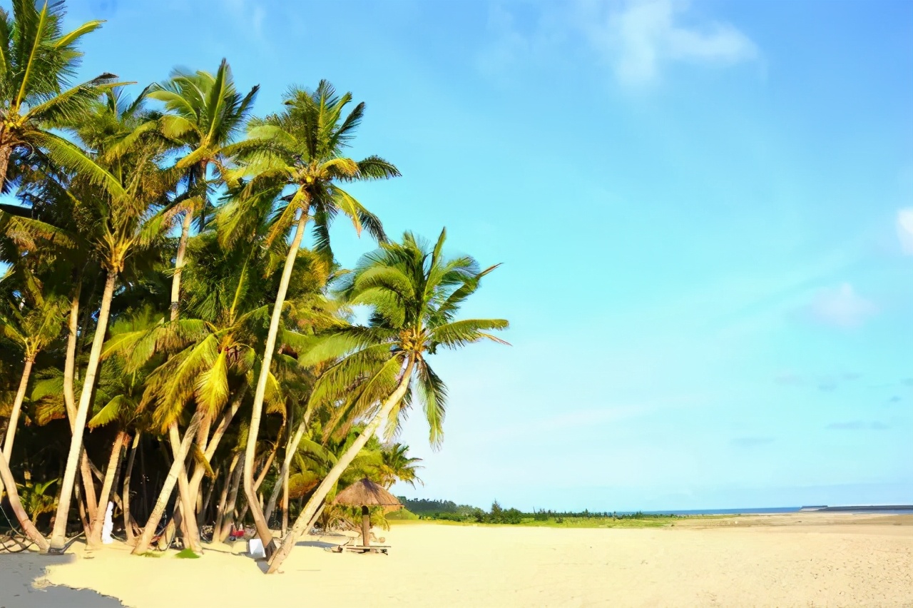 海南东郊椰林风景素材,海南文昌椰林风景