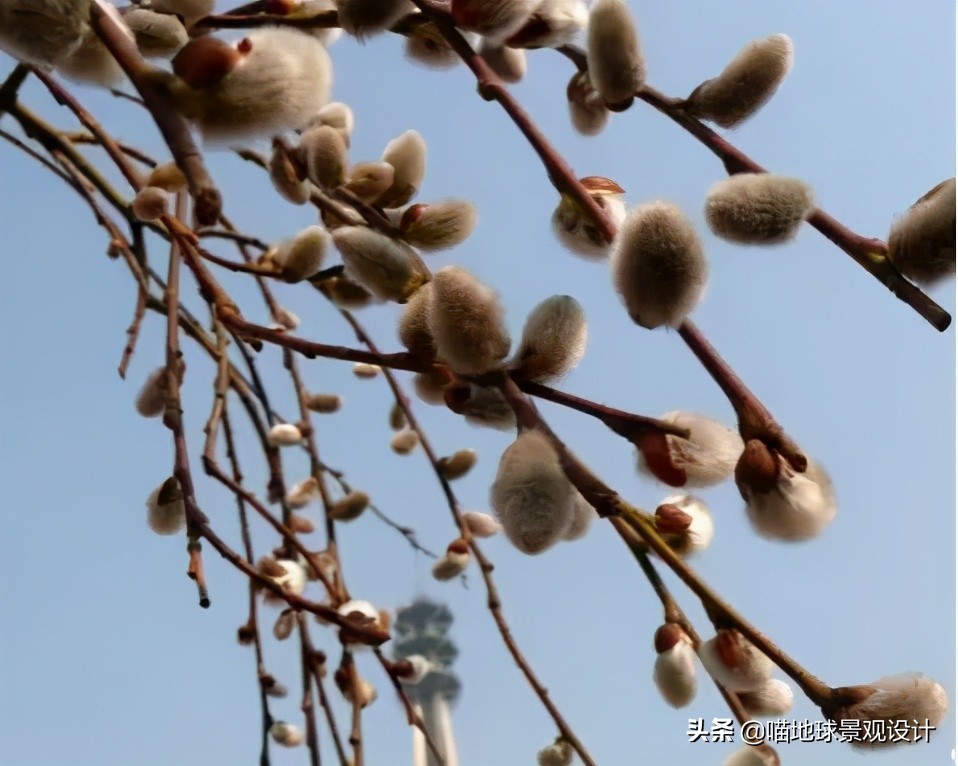 耐旱耐盐碱植物有哪些,耐盐碱的植物有哪些
