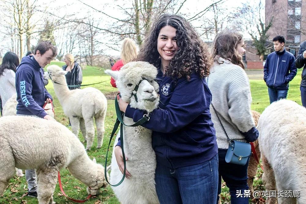 羊驼忧郁症,羊驼抑郁症治疗
