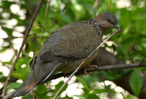 人工养殖斑鸠包邮,遵义斑鸠人工养殖