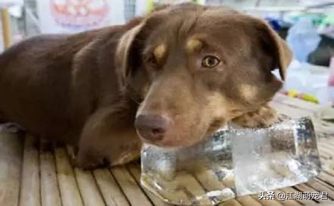 狗狗在夏天必须注意的五个小心,狗狗感到热的时候会怎么样